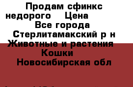 Продам сфинкс недорого  › Цена ­ 1 000 - Все города, Стерлитамакский р-н Животные и растения » Кошки   . Новосибирская обл.